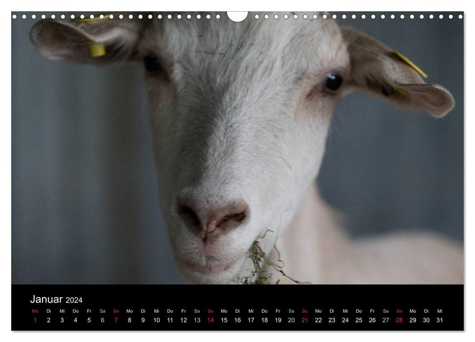 Tiere (CALVENDO Wandkalender 2024)