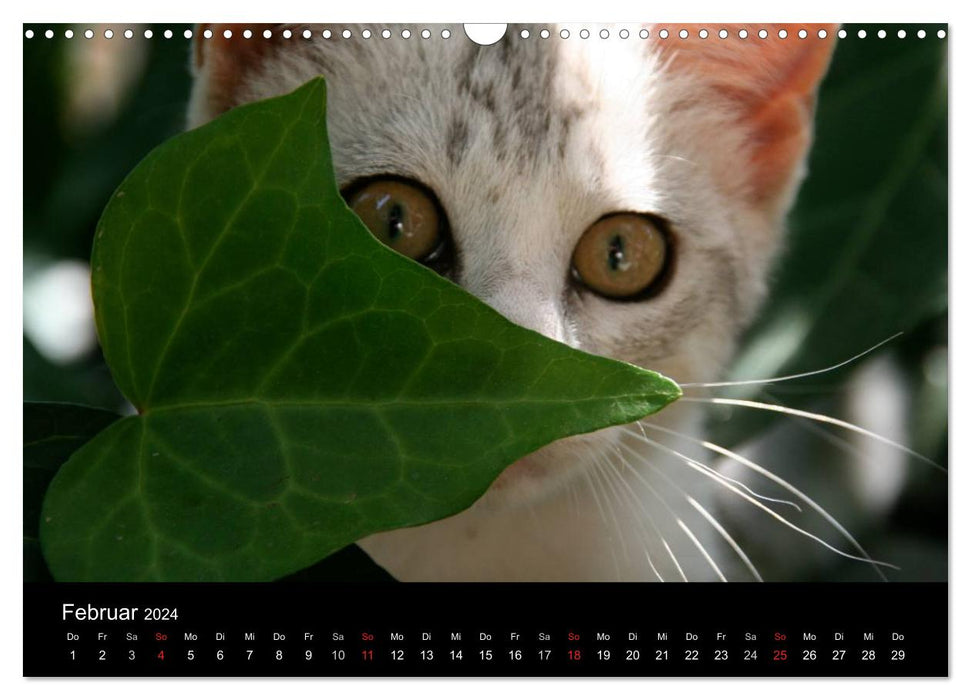 Mit Tieren hinein in das neue Jahr (CALVENDO Wandkalender 2024) —  calvendoverlag