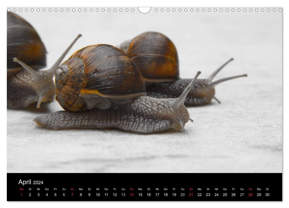 Animals (CALVENDO wall calendar 2024) 