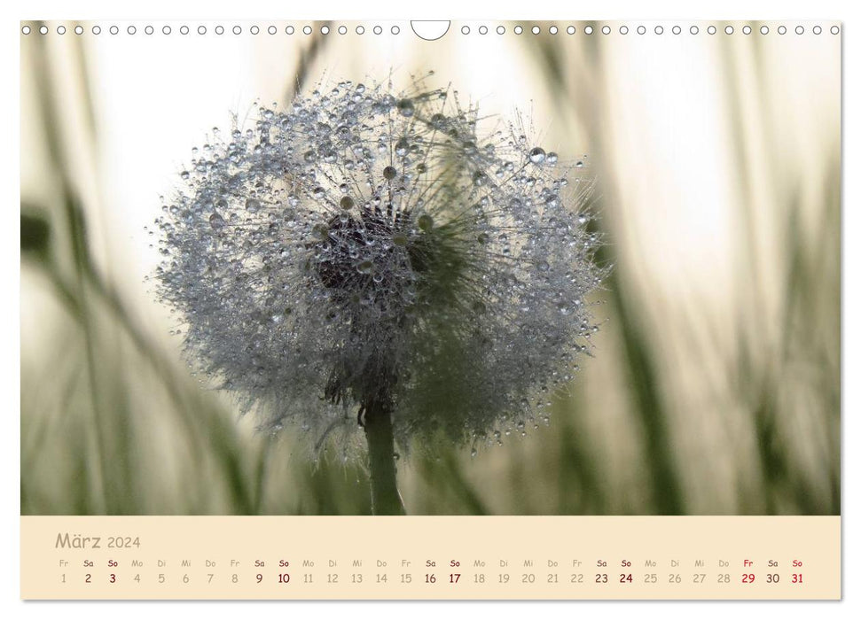 Inconspicuous beauty - dandelion (CALVENDO wall calendar 2024) 
