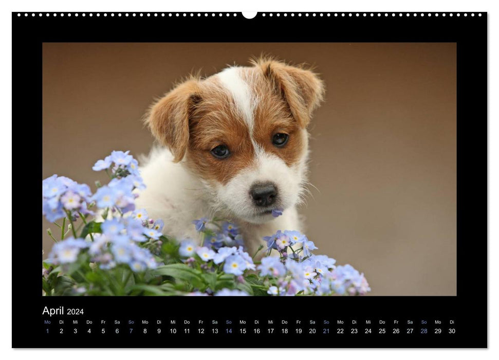 Allerlei Hundekinder (CALVENDO Premium Wandkalender 2024)