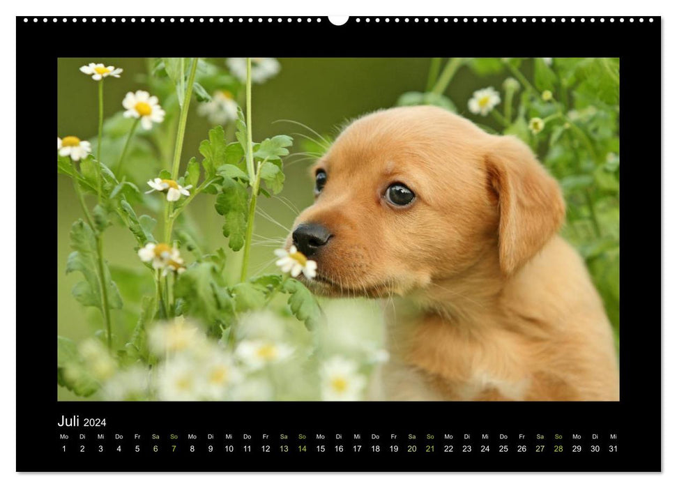 Allerlei Hundekinder (CALVENDO Premium Wandkalender 2024)