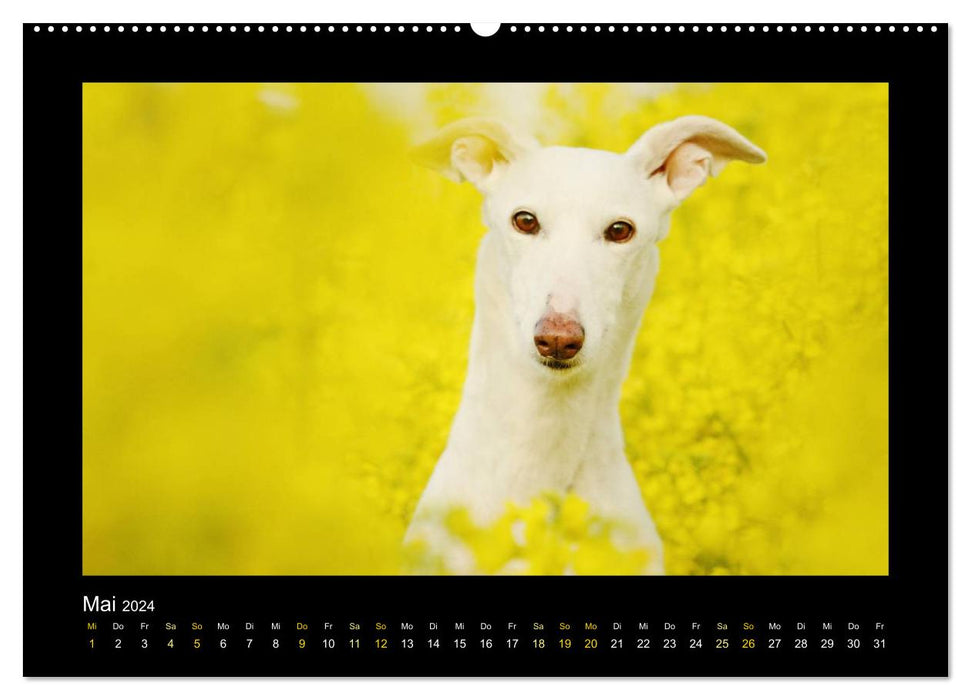 Windhund bunt (CALVENDO Premium Wandkalender 2024)