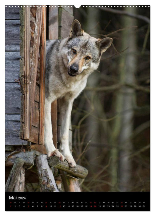 Fascination Wolfdog (CALVENDO Premium Wall Calendar 2024) 