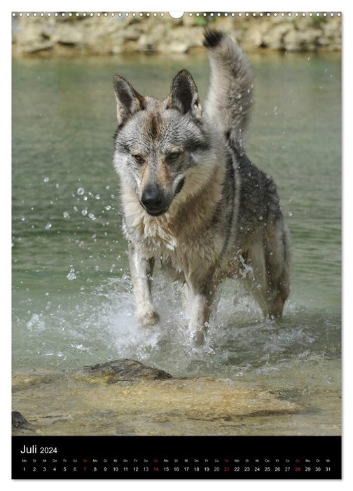 Fascination Wolfdog (CALVENDO Premium Wall Calendar 2024) 