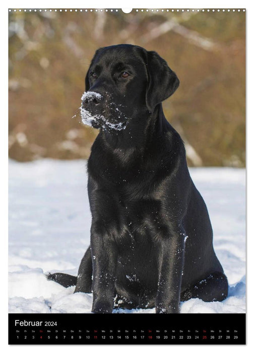 Fascination with Labrador Retrievers (CALVENDO Premium Wall Calendar 2024) 