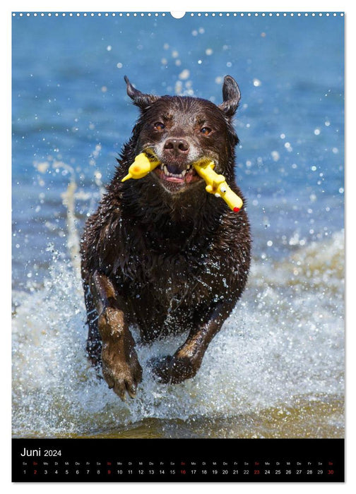 Fascination with Labrador Retrievers (CALVENDO Premium Wall Calendar 2024) 