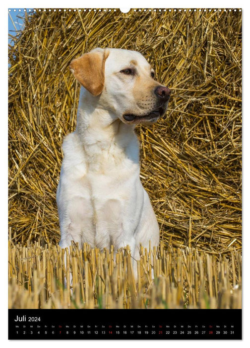 Fascination with Labrador Retrievers (CALVENDO Premium Wall Calendar 2024) 