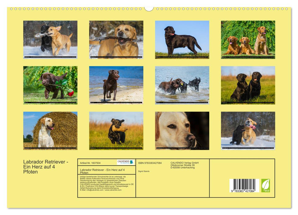 Labrador Retriever - a heart on 4 paws (CALVENDO Premium Wall Calendar 2024) 