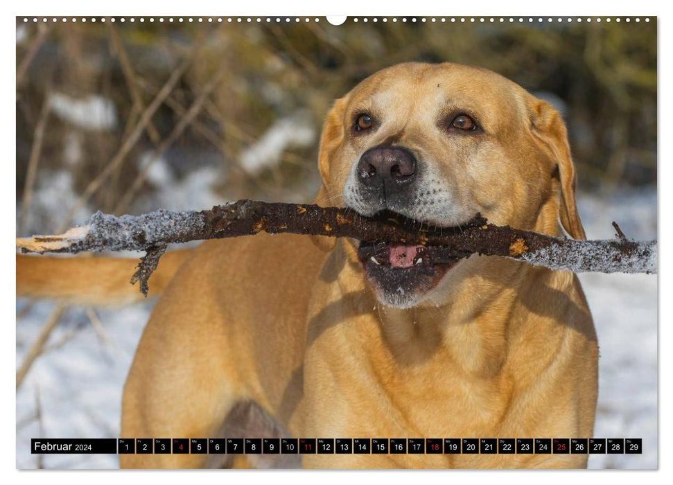 Labrador Retriever - a heart on 4 paws (CALVENDO Premium Wall Calendar 2024) 