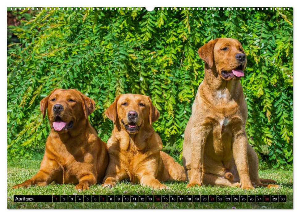 Labrador Retriever - a heart on 4 paws (CALVENDO Premium Wall Calendar 2024) 