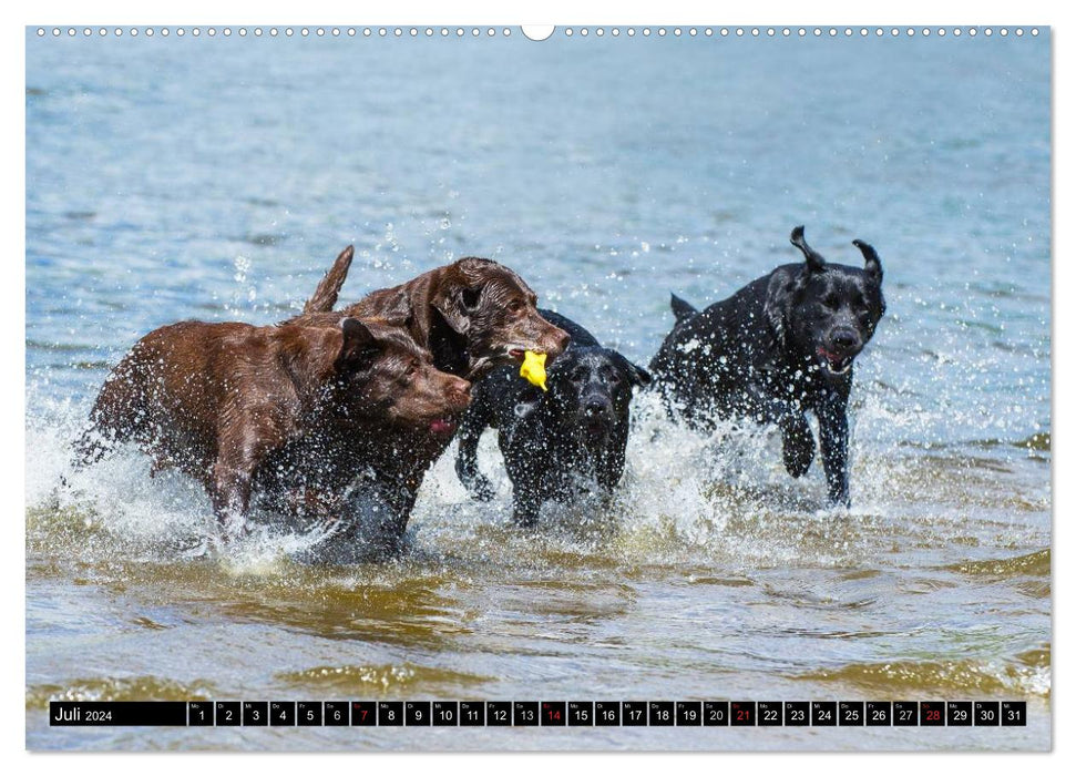 Labrador Retriever - ein Herz auf 4 Pfoten (CALVENDO Premium Wandkalender 2024)