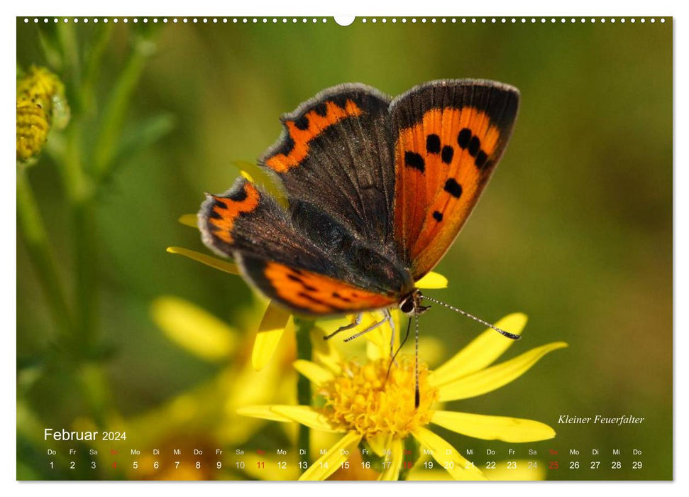 Große und kleine Schmetterlinge (CALVENDO Wandkalender 2024)