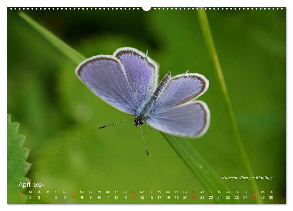 Large and small butterflies (CALVENDO wall calendar 2024) 