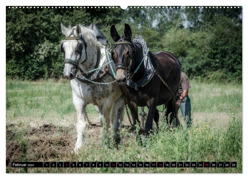 Landwirtschaft - Bilder von einst (CALVENDO Premium Wandkalender 2024)