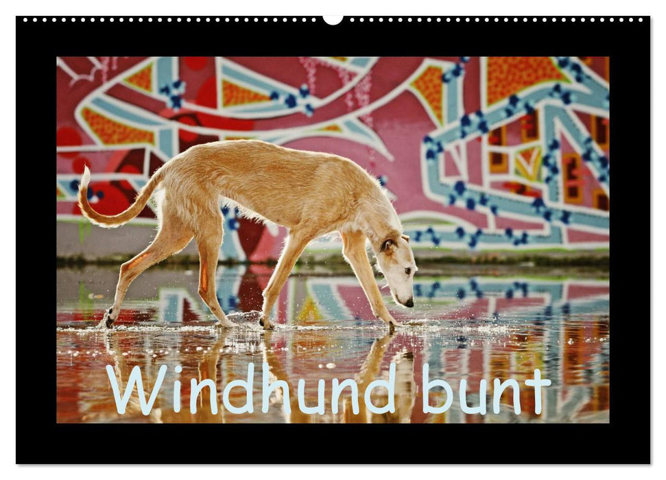 Windhund bunt (CALVENDO Wandkalender 2024)