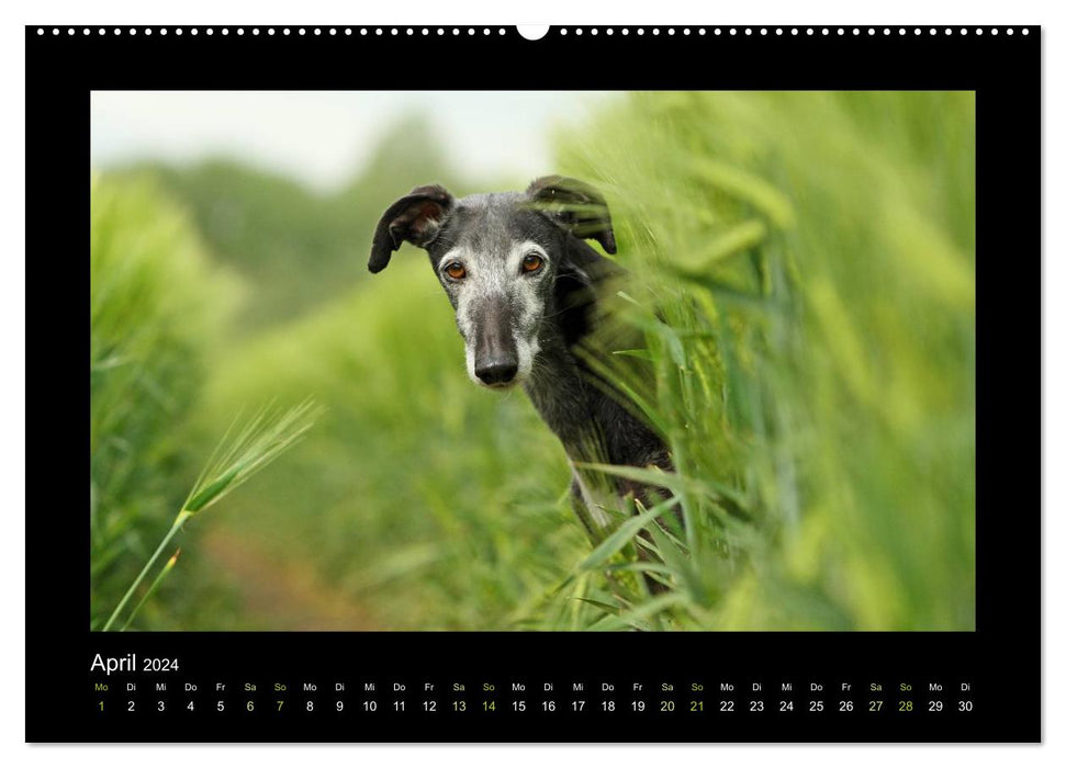 Greyhound colorful (CALVENDO wall calendar 2024) 