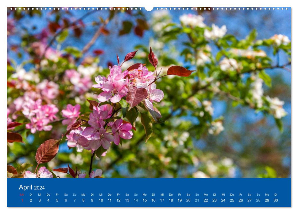 Garden Whispers (CALVENDO Premium Wall Calendar 2024) 