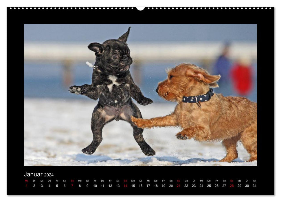 All kinds of dog children (CALVENDO wall calendar 2024) 