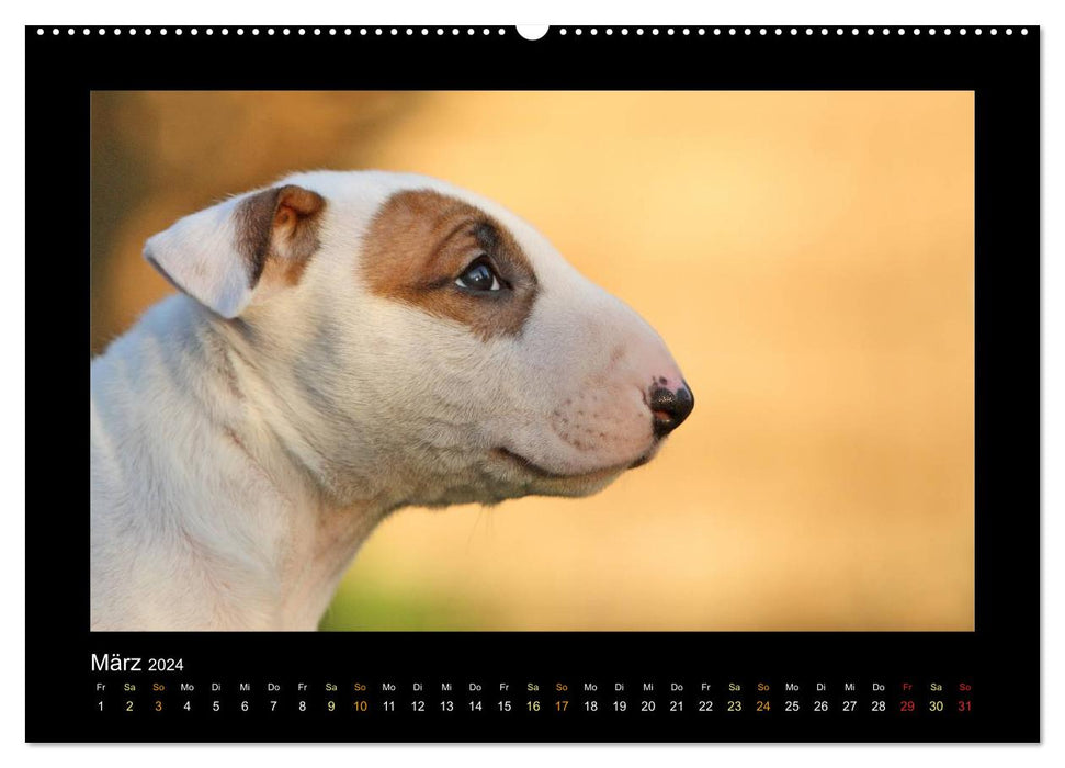 All kinds of dog children (CALVENDO wall calendar 2024) 