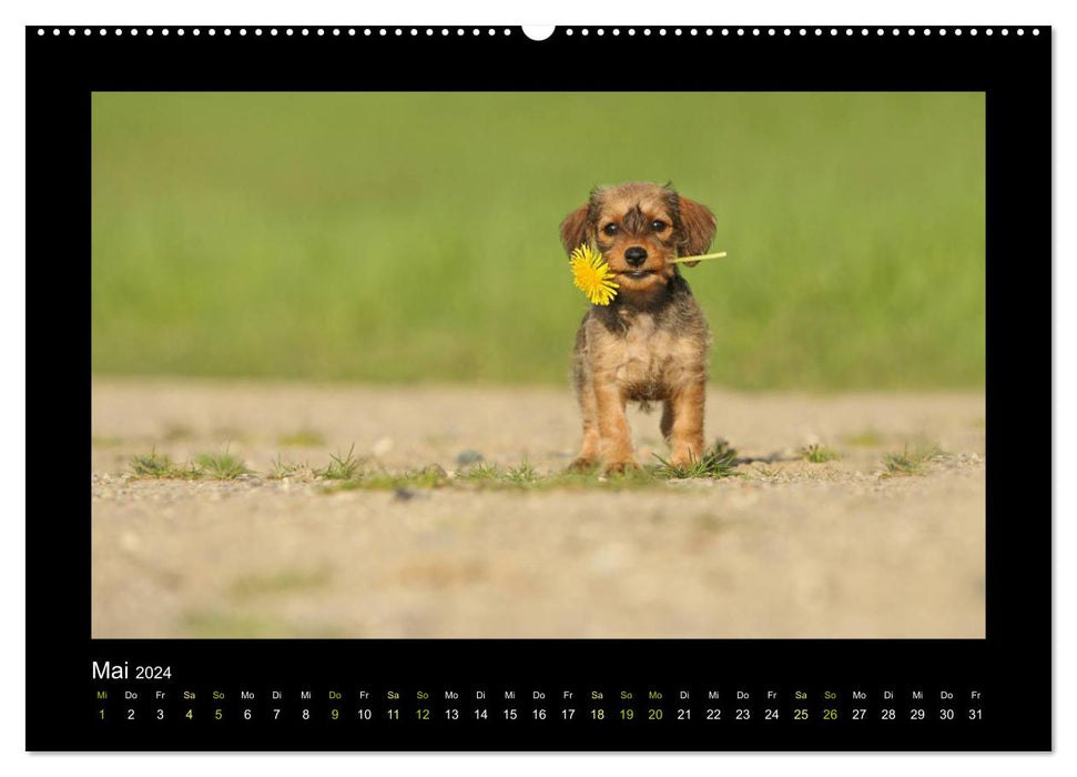 Allerlei Hundekinder (CALVENDO Wandkalender 2024)