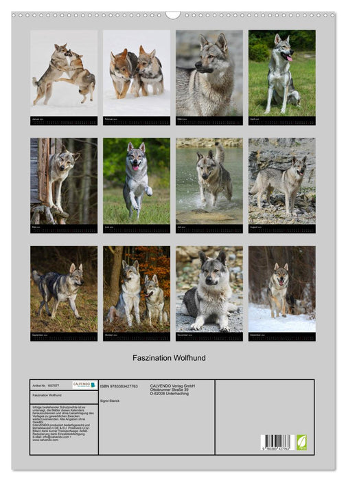 Fascination with wolf dogs (CALVENDO wall calendar 2024) 