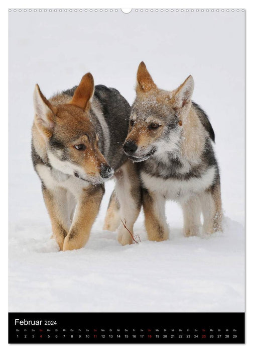 Fascination with wolf dogs (CALVENDO wall calendar 2024) 