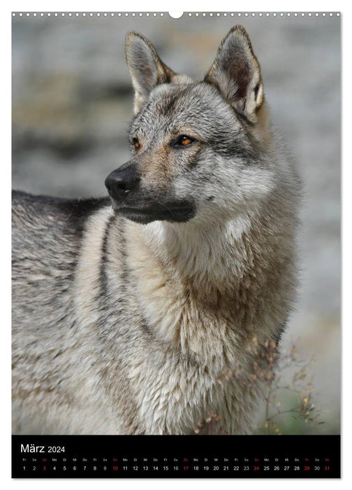 Fascination with wolf dogs (CALVENDO wall calendar 2024) 