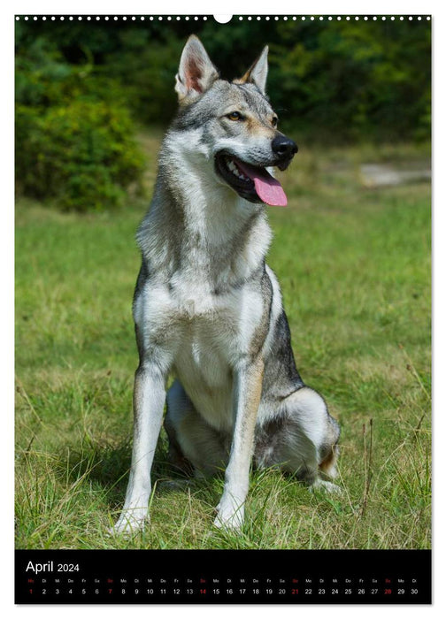 Fascination with wolf dogs (CALVENDO wall calendar 2024) 