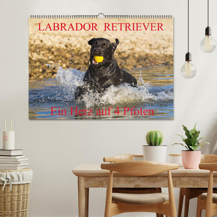 Labrador Retriever - ein Herz auf 4 Pfoten (CALVENDO Wandkalender 2024)