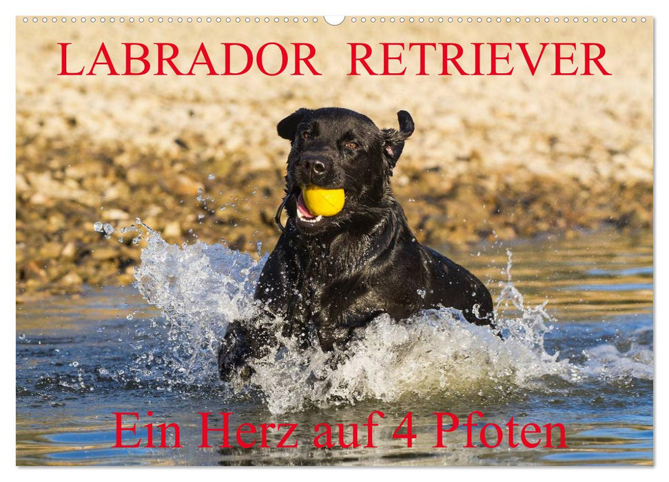 Labrador Retriever - a heart on 4 paws (CALVENDO wall calendar 2024) 