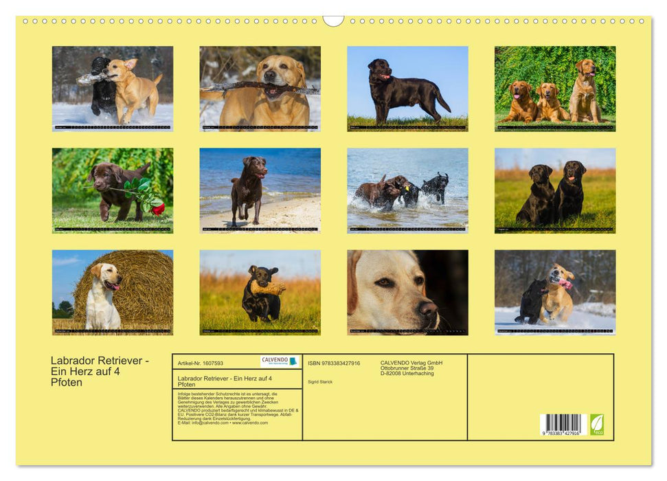 Labrador Retriever - ein Herz auf 4 Pfoten (CALVENDO Wandkalender 2024)