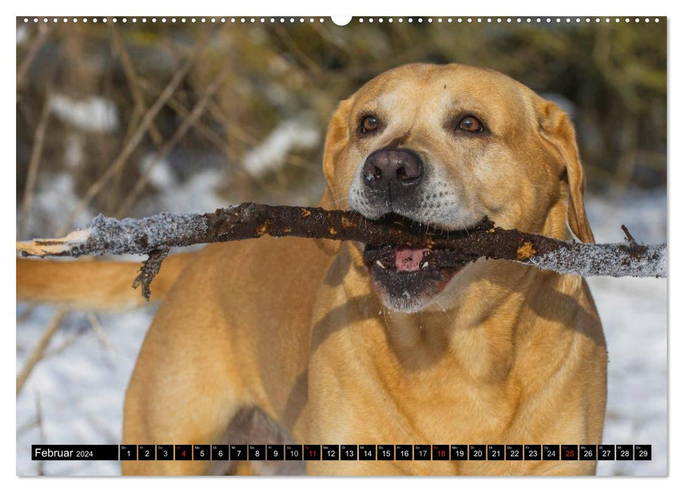 Labrador Retriever - a heart on 4 paws (CALVENDO wall calendar 2024) 