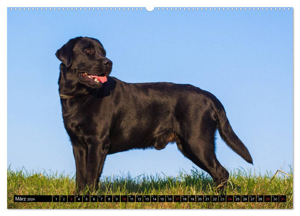 Labrador Retriever - a heart on 4 paws (CALVENDO wall calendar 2024) 