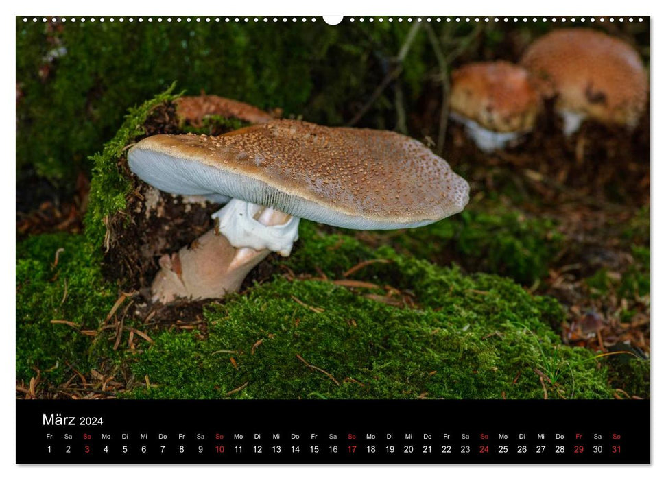 Pilze in Wald und Flur (CALVENDO Premium Wandkalender 2024)