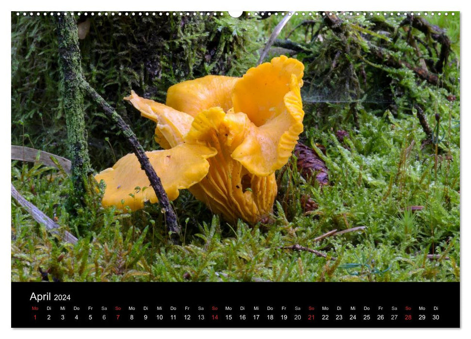 Mushrooms in the forest and fields (CALVENDO Premium Wall Calendar 2024) 