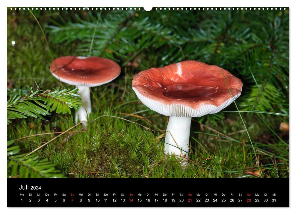Pilze in Wald und Flur (CALVENDO Premium Wandkalender 2024)