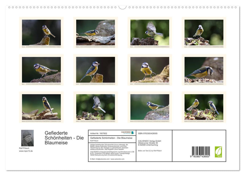 Feathered Beauties - The Blue Tit (CALVENDO Premium Wall Calendar 2024) 