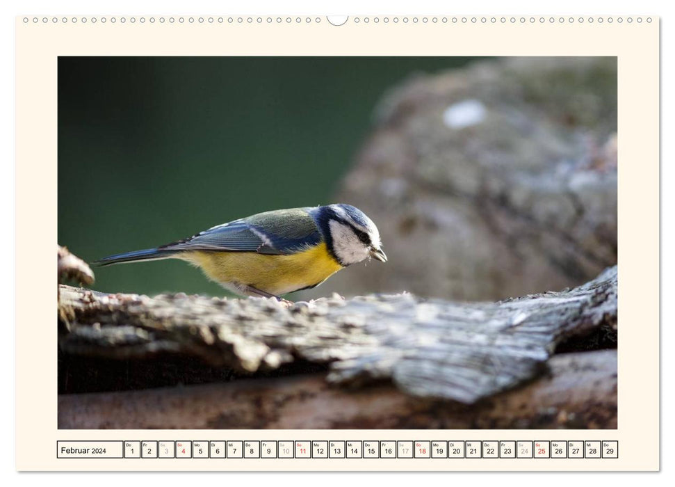 Feathered Beauties - The Blue Tit (CALVENDO Premium Wall Calendar 2024) 