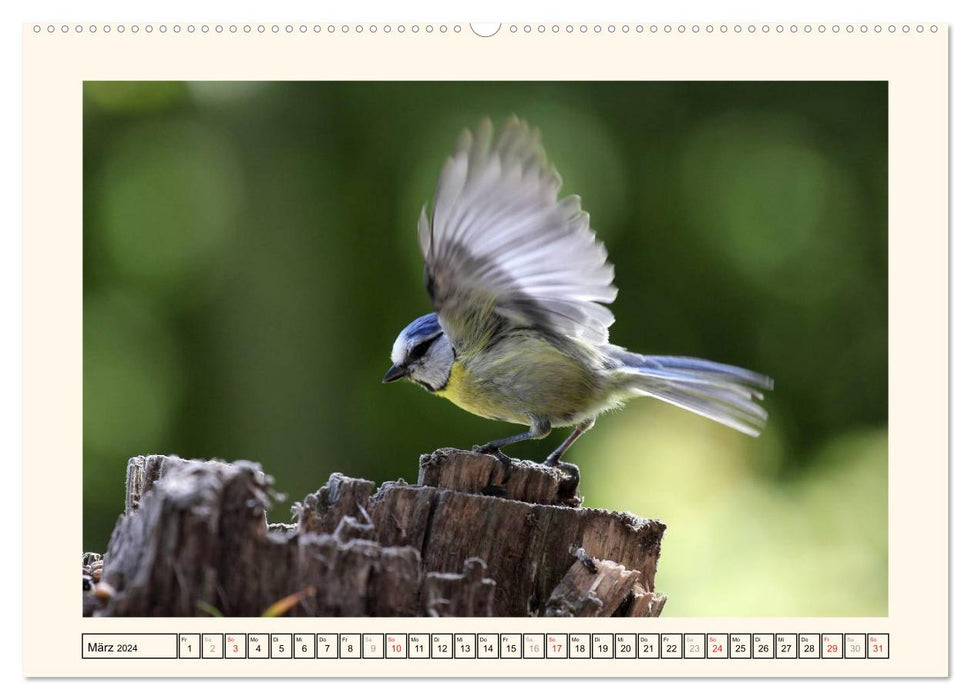 Feathered Beauties - The Blue Tit (CALVENDO Premium Wall Calendar 2024) 