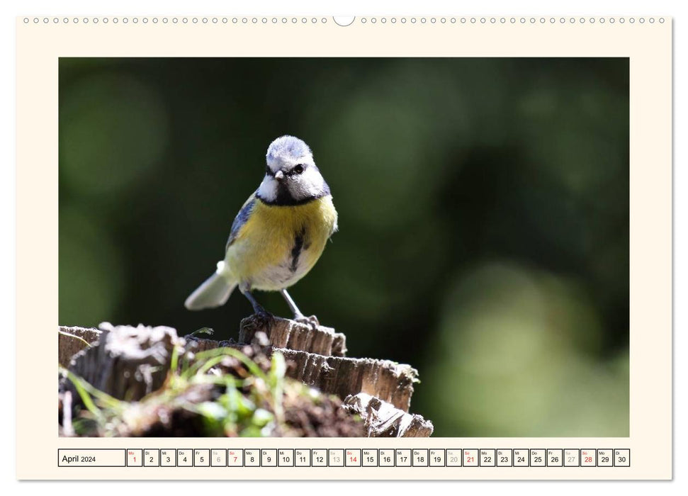 Feathered Beauties - The Blue Tit (CALVENDO Premium Wall Calendar 2024) 