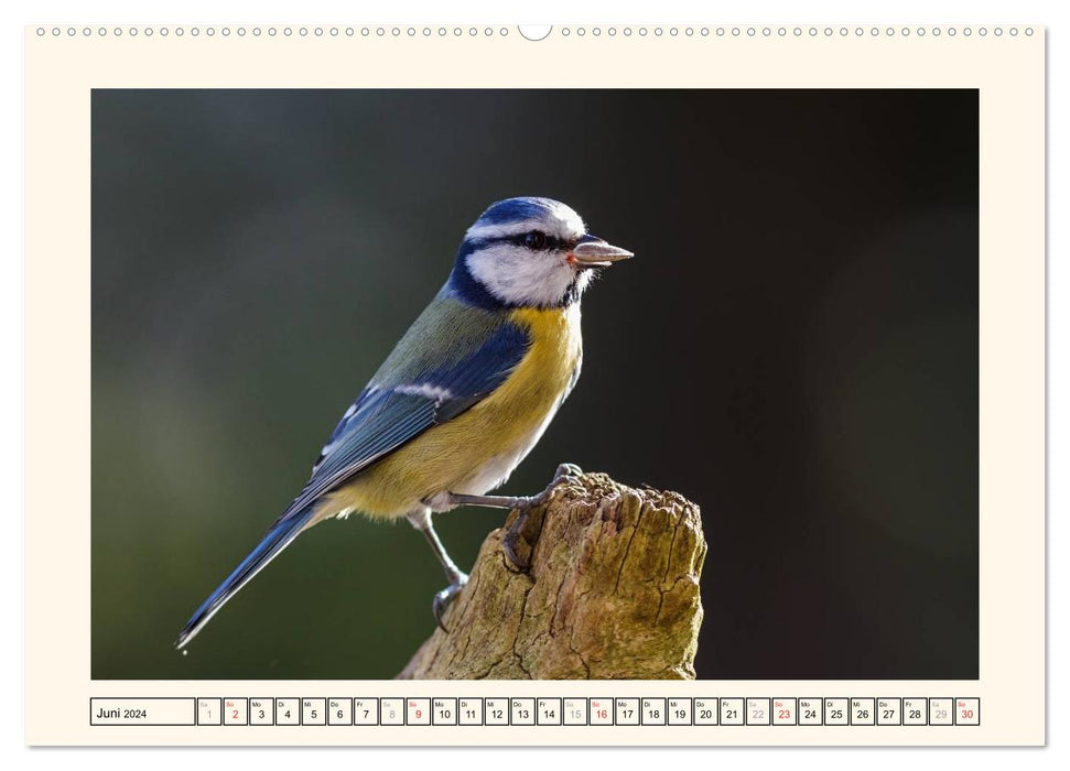 Gefiederte Schönheiten - Die Blaumeise (CALVENDO Wandkalender 2024)