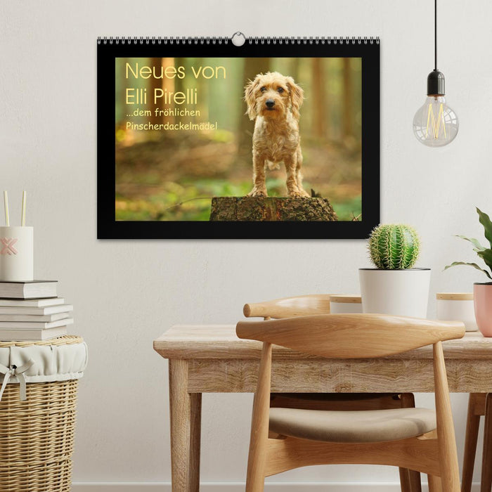 News from Elli Pirelli, the cheerful Pinscherdachshund girl (CALVENDO wall calendar 2024) 