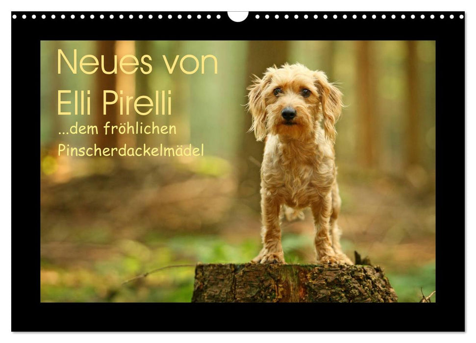 News from Elli Pirelli, the cheerful Pinscherdachshund girl (CALVENDO wall calendar 2024) 