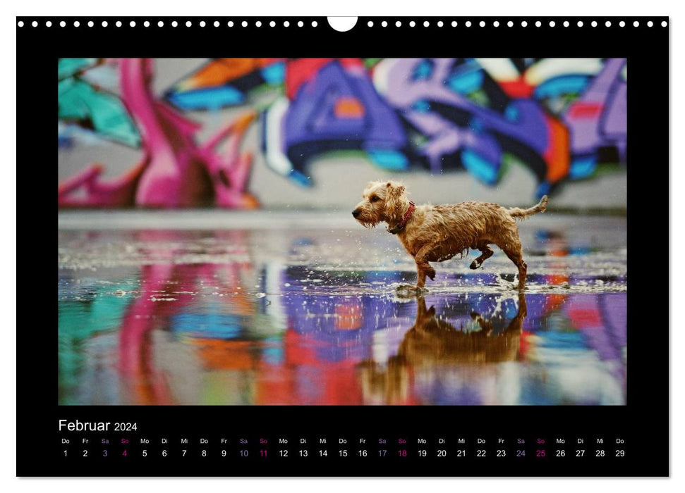 News from Elli Pirelli, the cheerful Pinscherdachshund girl (CALVENDO wall calendar 2024) 