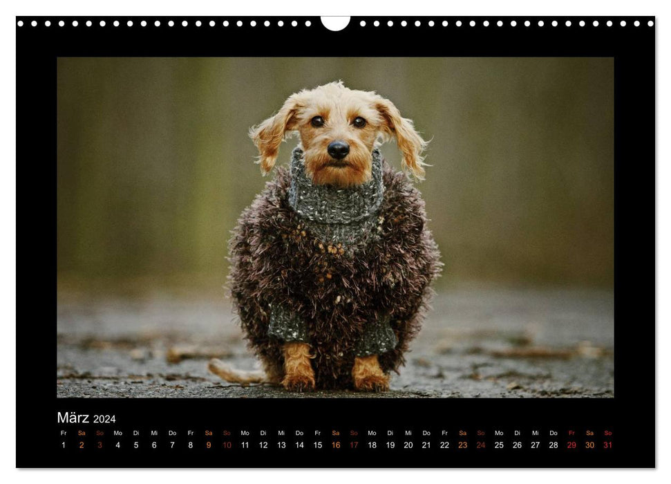 News from Elli Pirelli, the cheerful Pinscherdachshund girl (CALVENDO wall calendar 2024) 