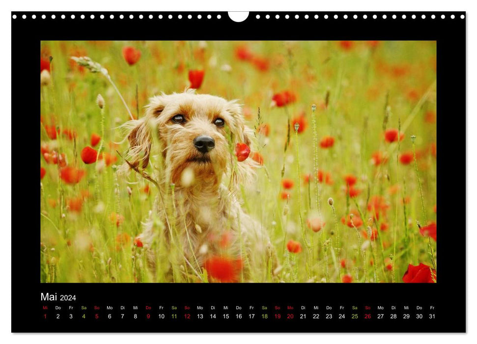 News from Elli Pirelli, the cheerful Pinscherdachshund girl (CALVENDO wall calendar 2024) 