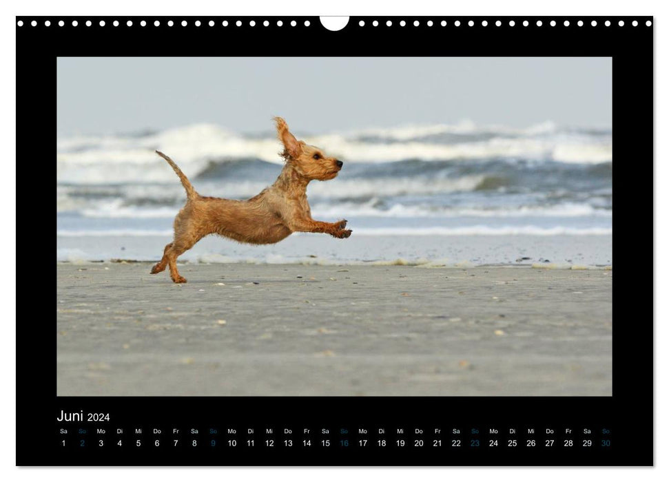 News from Elli Pirelli, the cheerful Pinscherdachshund girl (CALVENDO wall calendar 2024) 