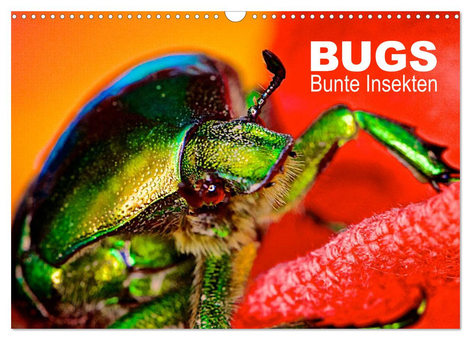 BUGS, Bunte Insekten (CALVENDO Wandkalender 2024)