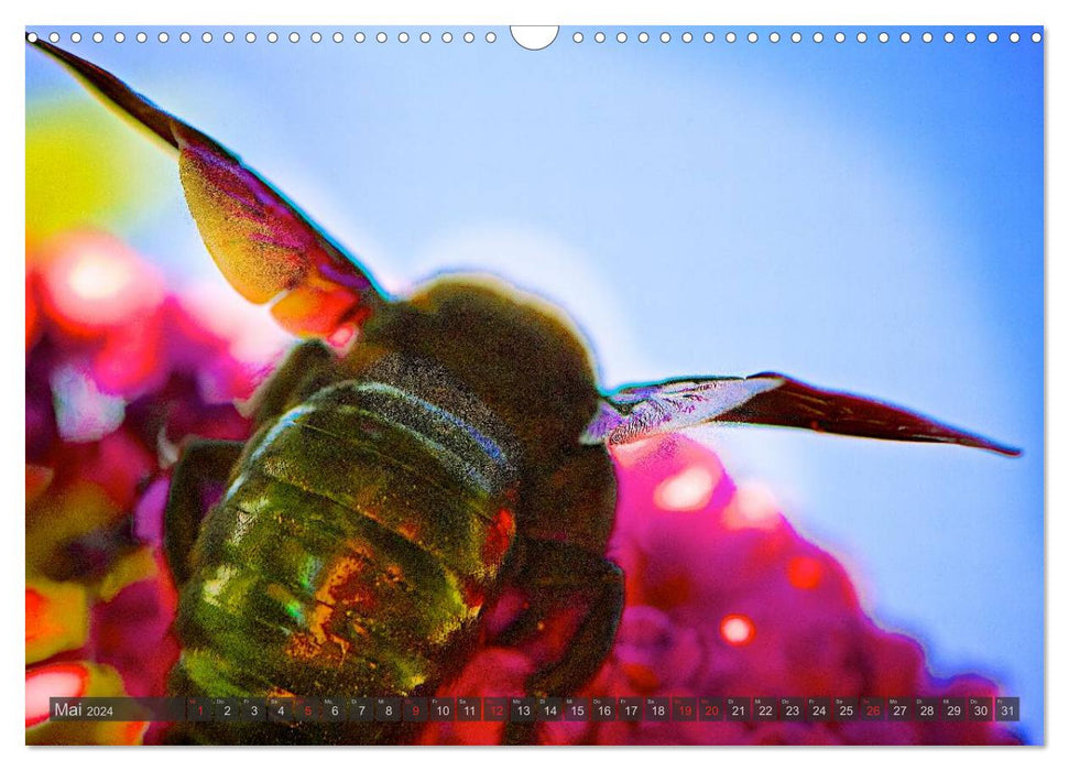 BUGS, colorful insects (CALVENDO wall calendar 2024) 